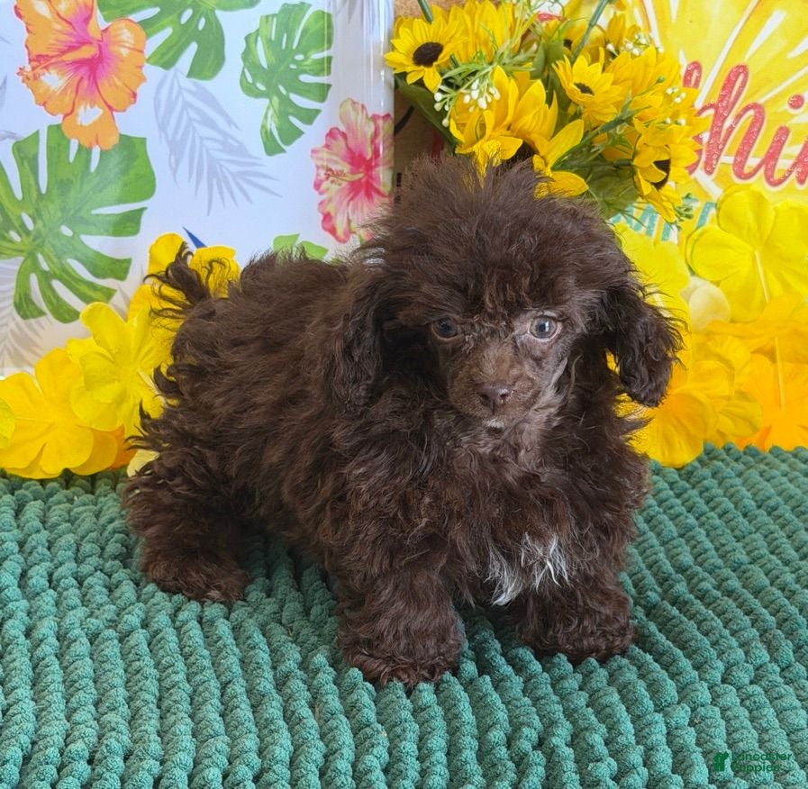 Toy Poodle dogs Cocoa - Ad 15