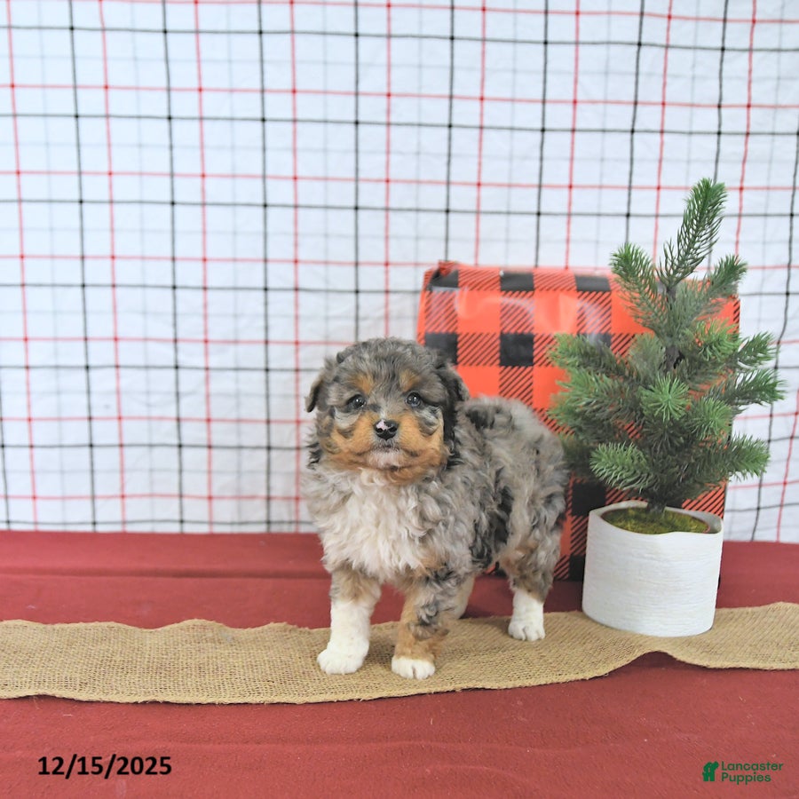 Mini Aussiedoodle dogs Angel EXTRA SMALL - Ad 18