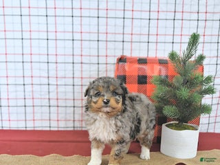 Mini Aussiedoodle dogs Angel EXTRA SMALL - Ad 18