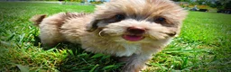 Havapoo dogs for sale: Eartha - Ad 18