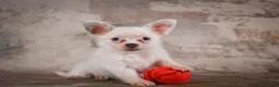 Chihuahua dogs for sale: Alex - Ad 5
