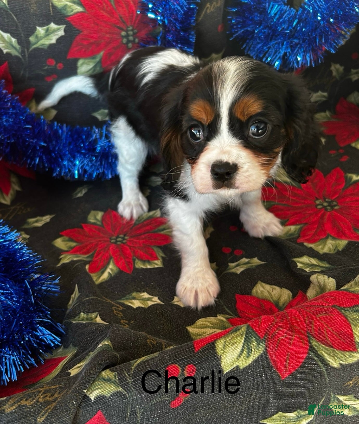 Cavalier King Charles Spaniel dogs Cavalier King Charles Spaniel Puppy 1 - Ad 6