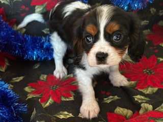 Cavalier King Charles Spaniel dogs Cavalier King Charles Spaniel Puppy 1 - Ad 21