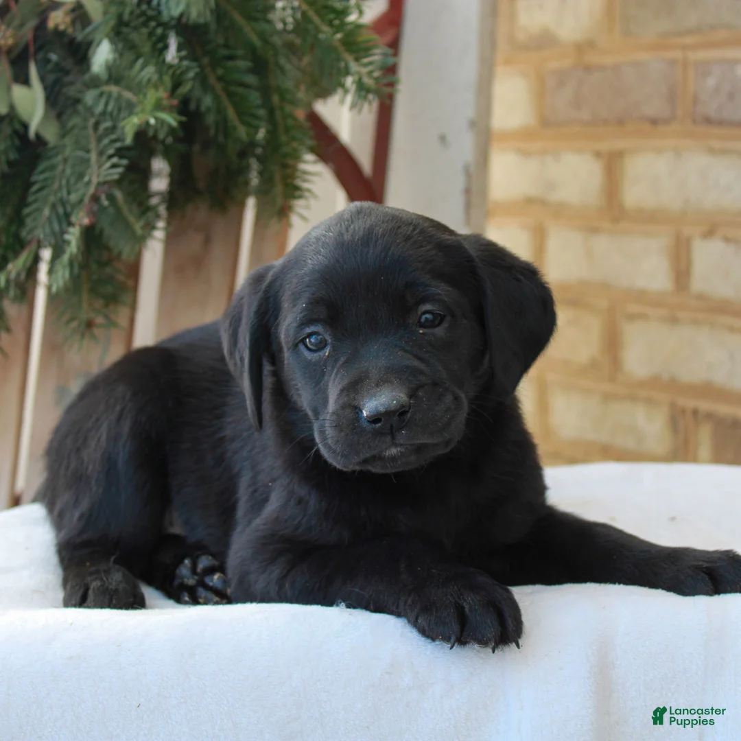 Labrador Retriever dogs for sale: Bailey  - Ad 3