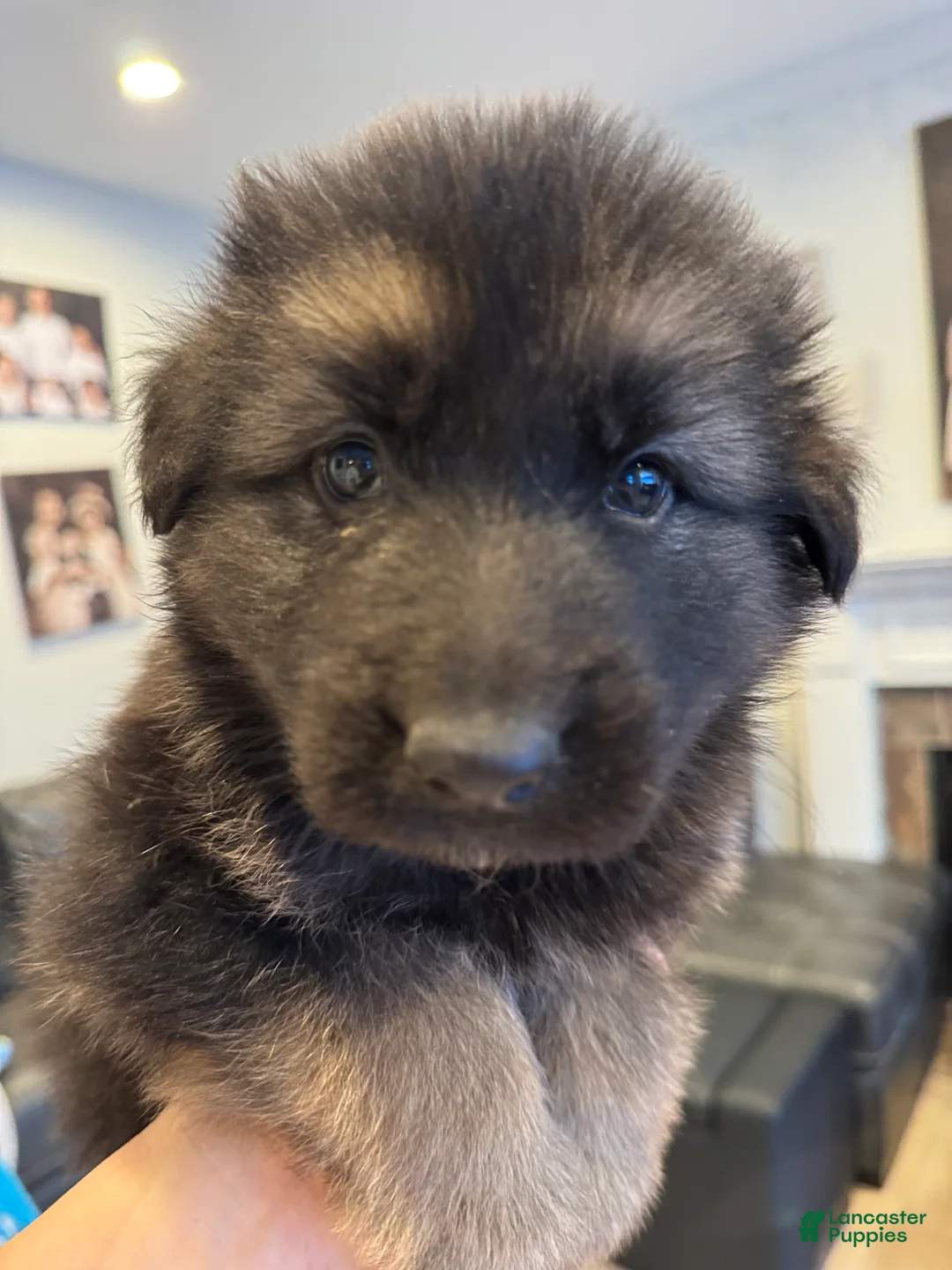 German Shepherd dogs for sale: Jerry - Ad 5