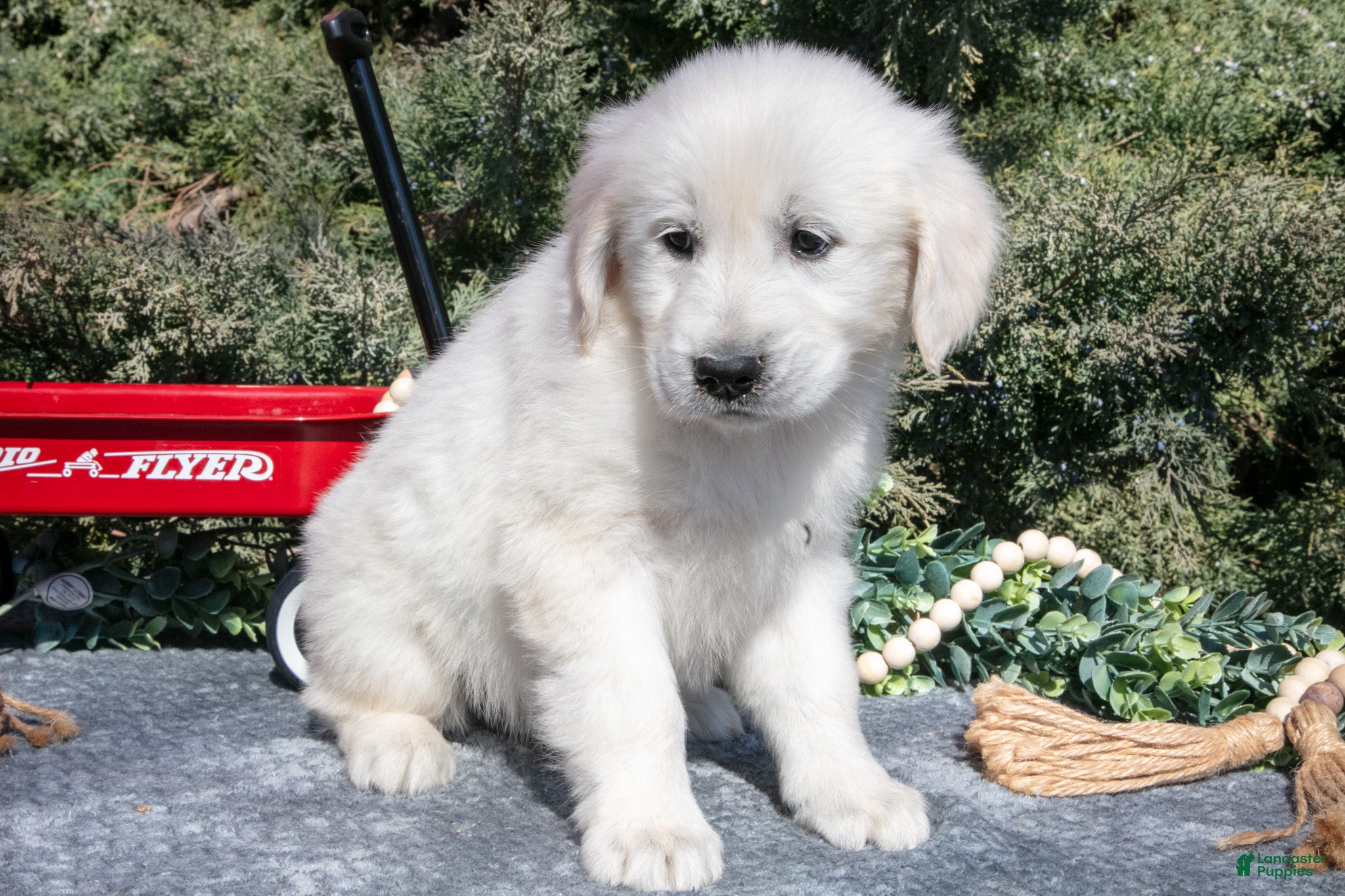 Golden Retriever dogs Marsha - Ad 2