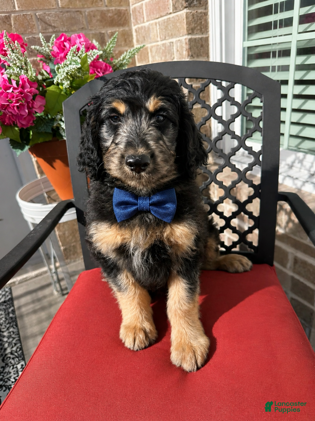 Aussiedoodle dogs Aussiedoodle Puppy 6 - Ad 7