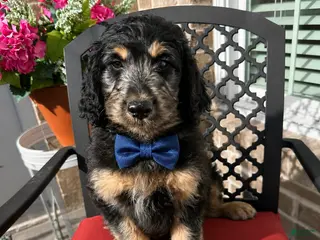 Aussiedoodle dogs Aussiedoodle Puppy 6 - Ad 7