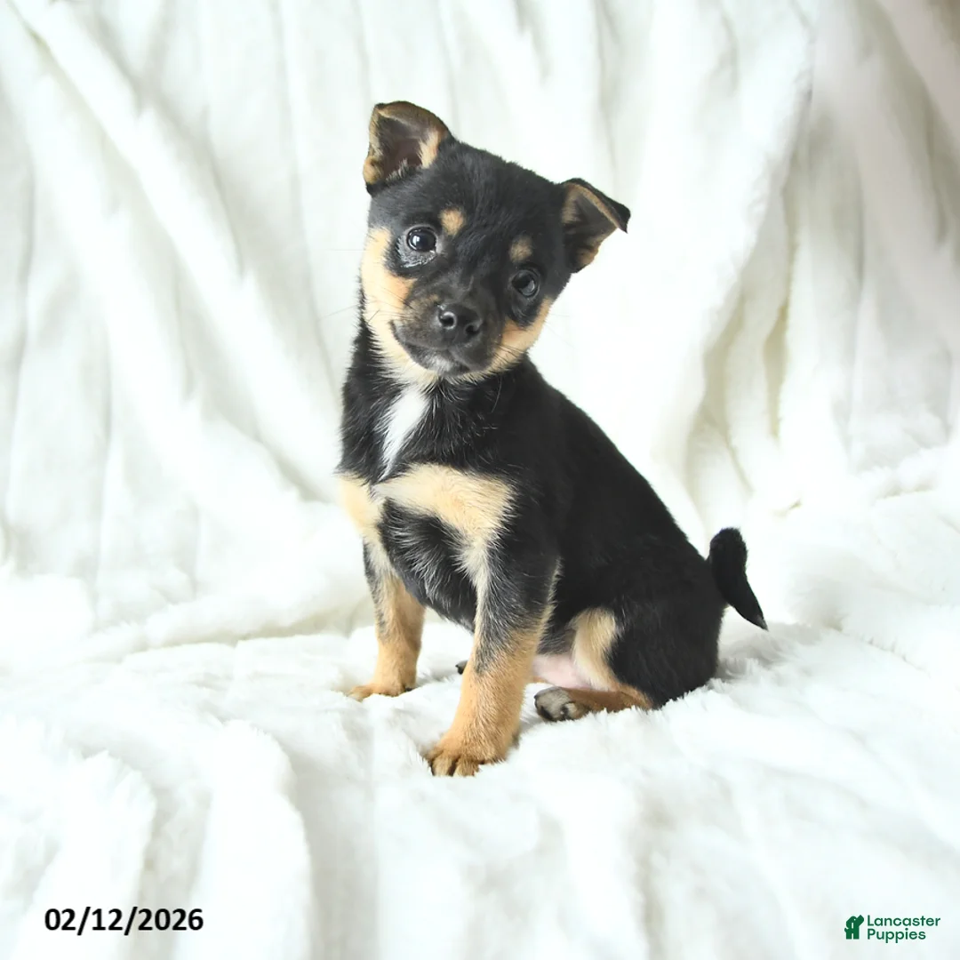 Mixed Breed dogs for sale: Kira - Ad 1