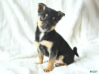 Mixed Breed dogs Kira - Ad 3