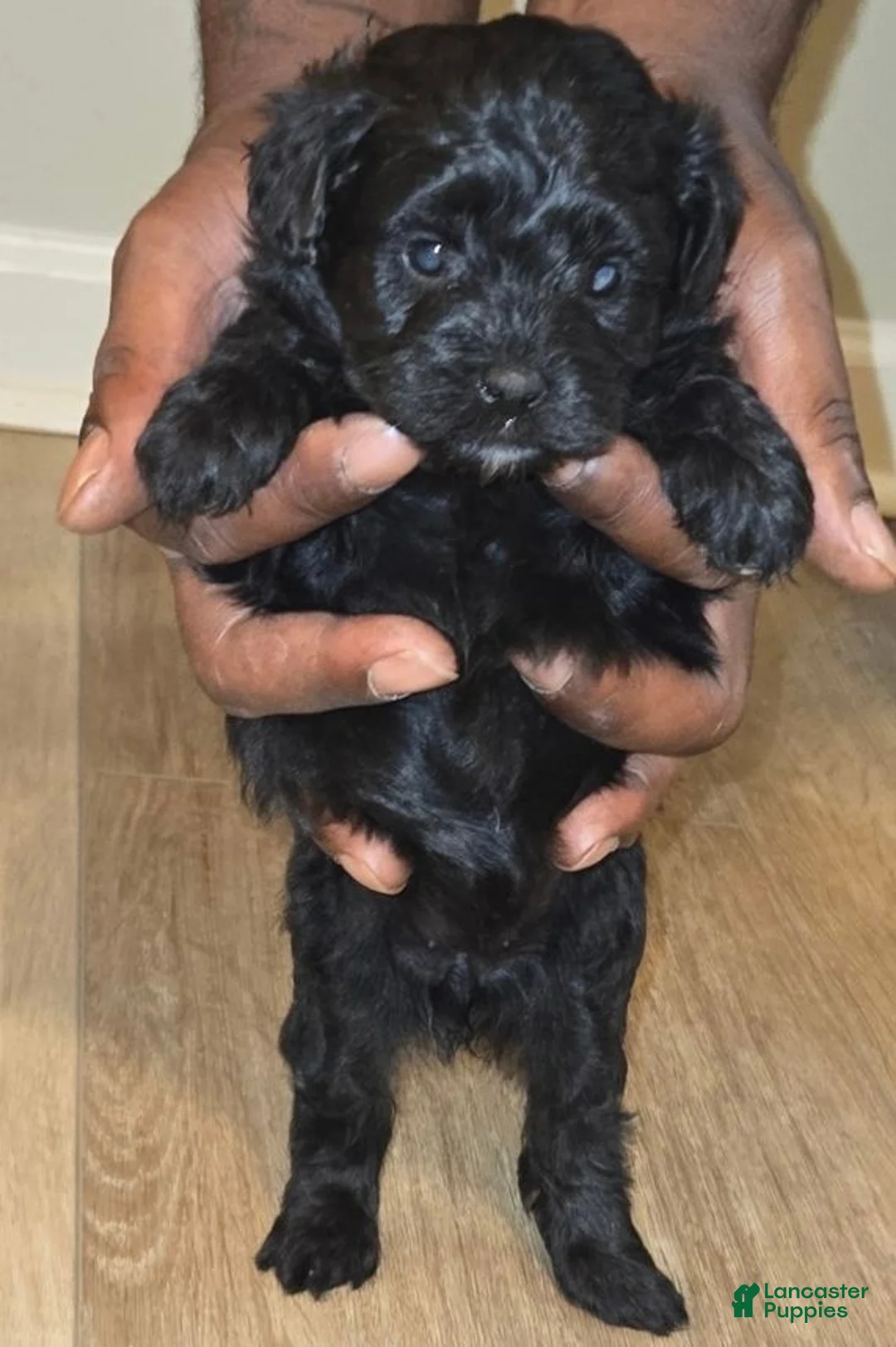 Shihpoo dogs for sale: Shihpoo 2 - Ad 1