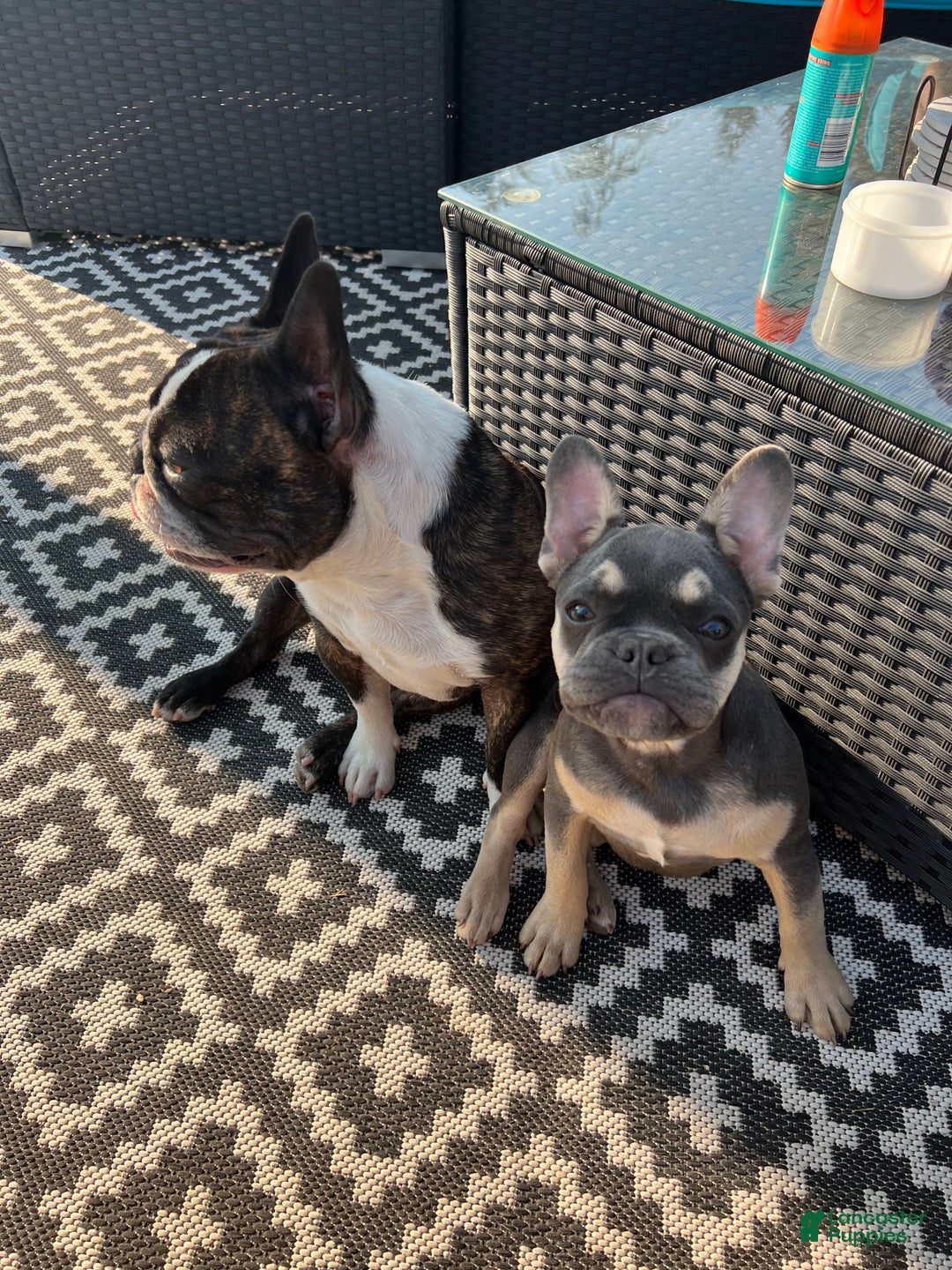 French Bulldog dogs for sale: Reese - Ad 7