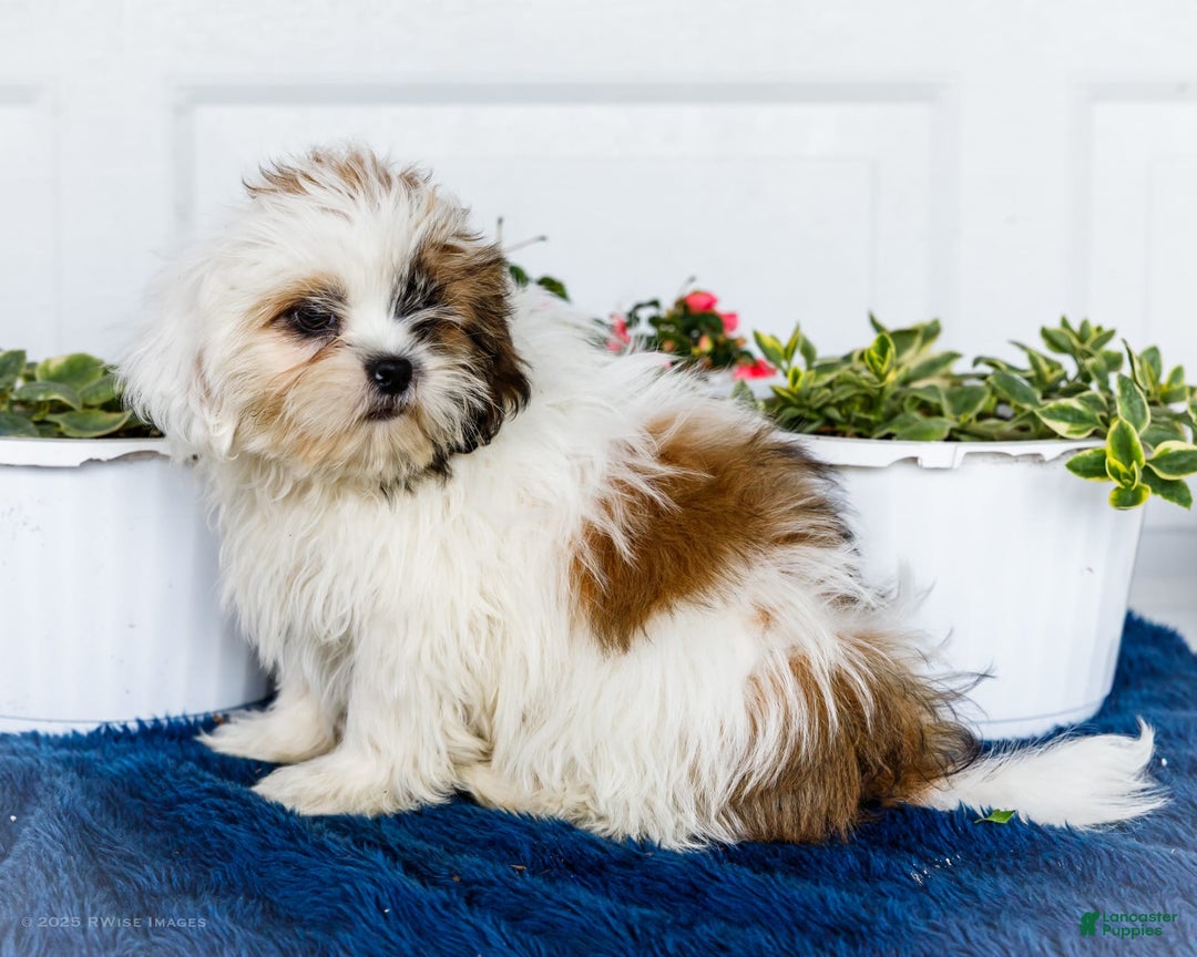 Shih Tzu dogs for sale: Jude - Ad 9