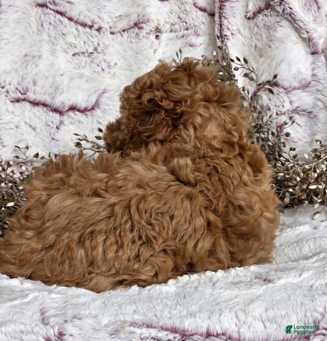 Cockapoo dogs for sale: Nero - Ad 7