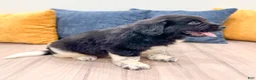 Newfoundland dogs for sale: Ruger - Ad 3