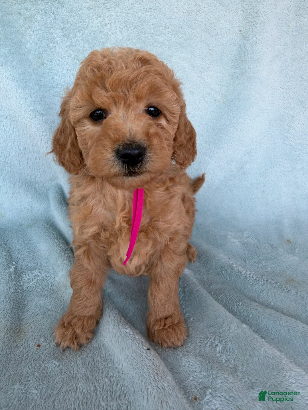 Mini Goldendoodle dogs for sale: Mini Goldendoodle Puppy 4 - Ad 1