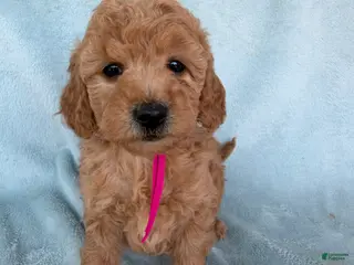 Mini Goldendoodle dogs Mini Goldendoodle Puppy 4 - Ad 21