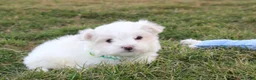 Maltese dogs for sale: Benny  - Ad 4