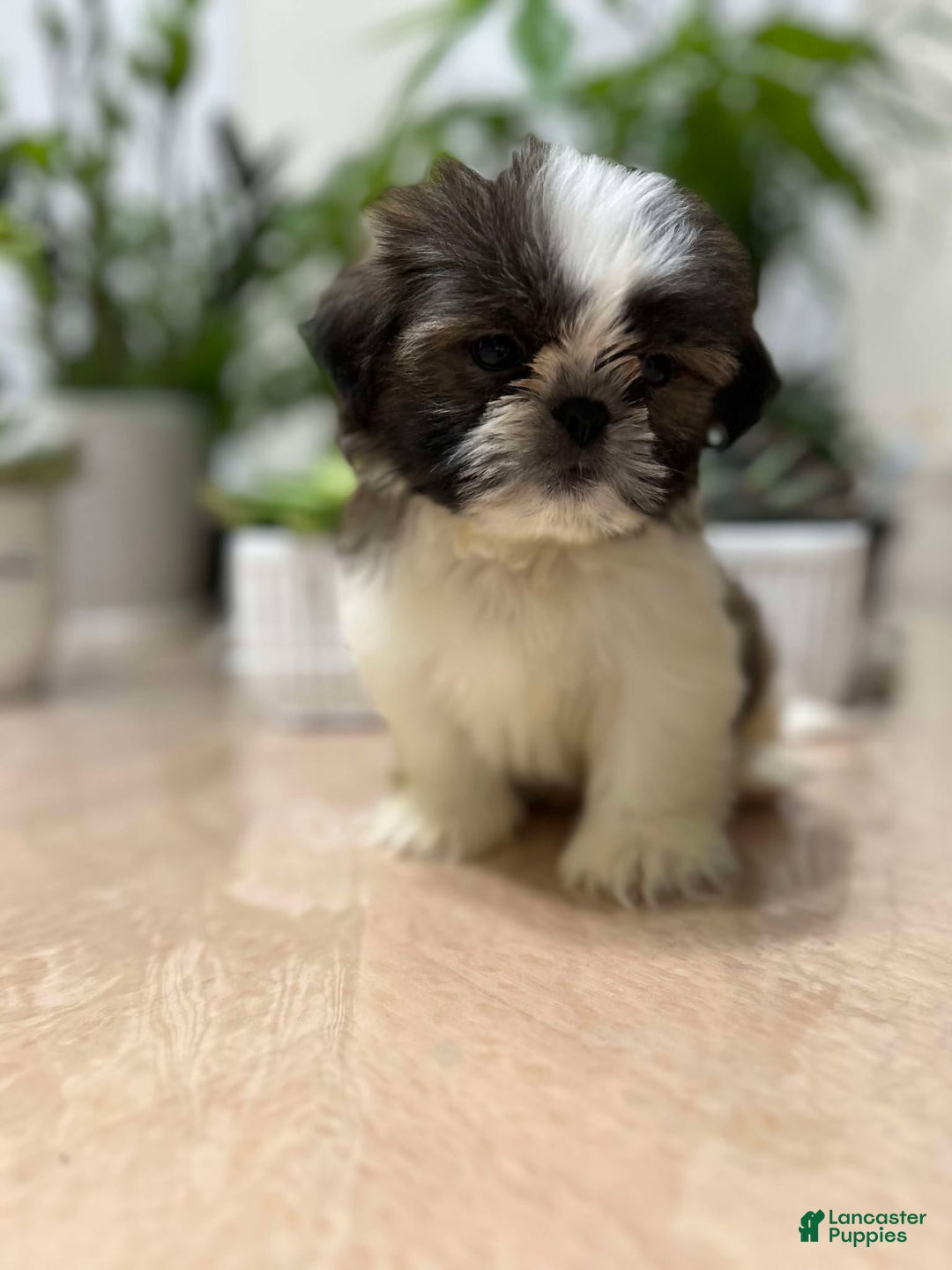 Shih Tzu dogs for sale: Annie - Ad 2