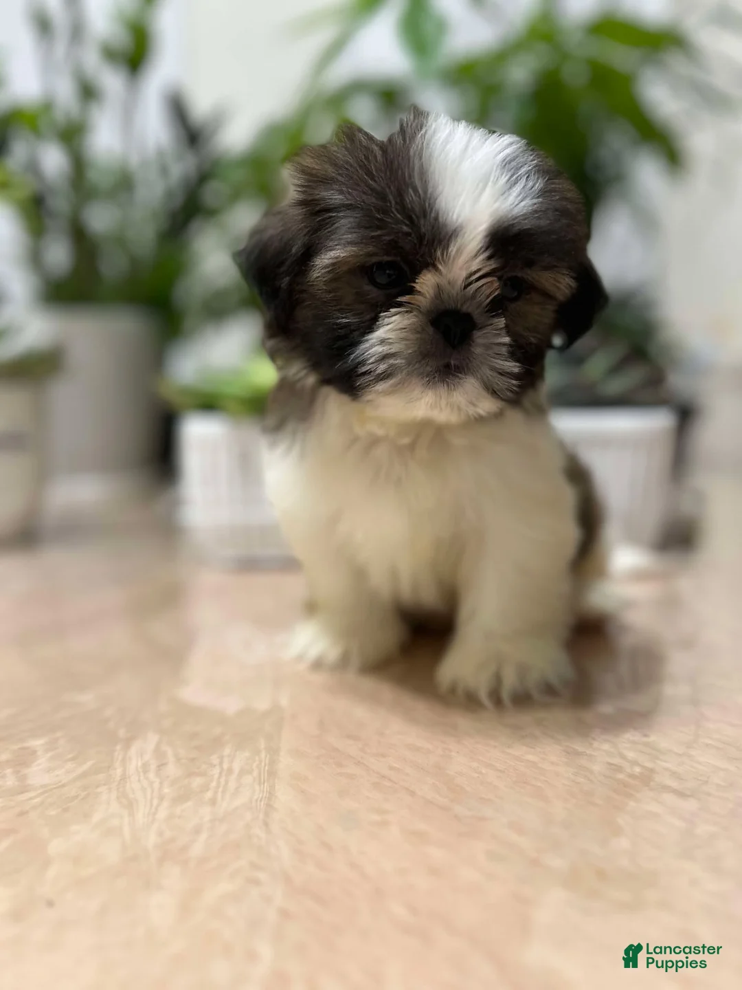 Shih Tzu dogs for sale: Annie - Ad 2