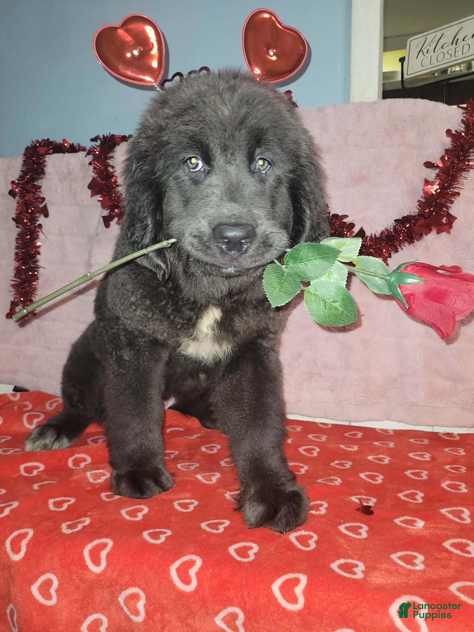 Newfoundland dogs Newfoundland Puppy 4 - Ad 14