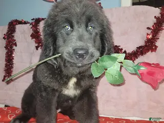 Newfoundland dogs Newfoundland Puppy 4 - Ad 17