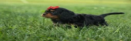 Cavalier King Charles Spaniel dogs for sale: Romeo 🐶 - Ad 6