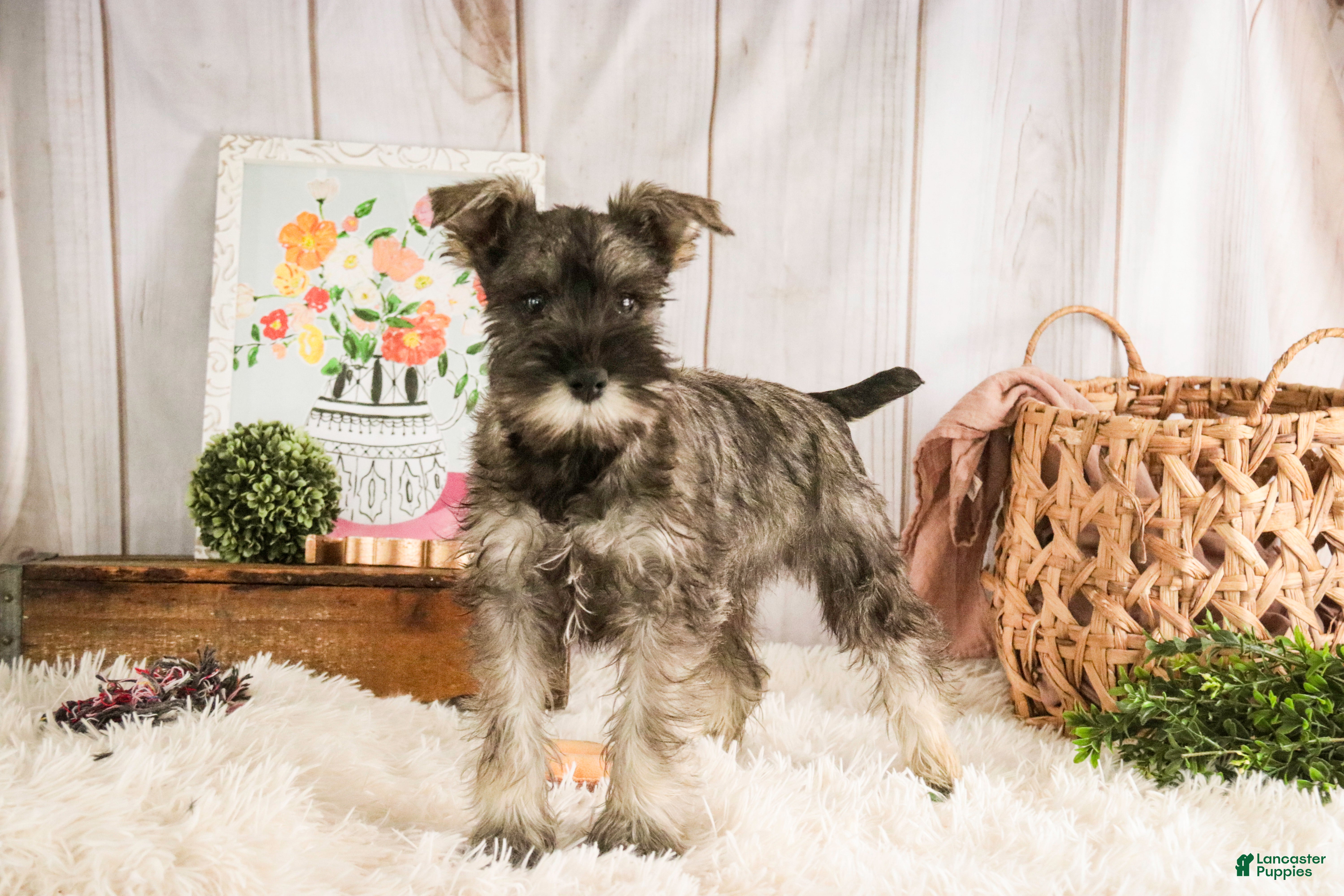 Miniature Schnauzer dogs Millie - Ad 2