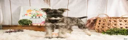 Miniature Schnauzer dogs for sale: Millie - Ad 2