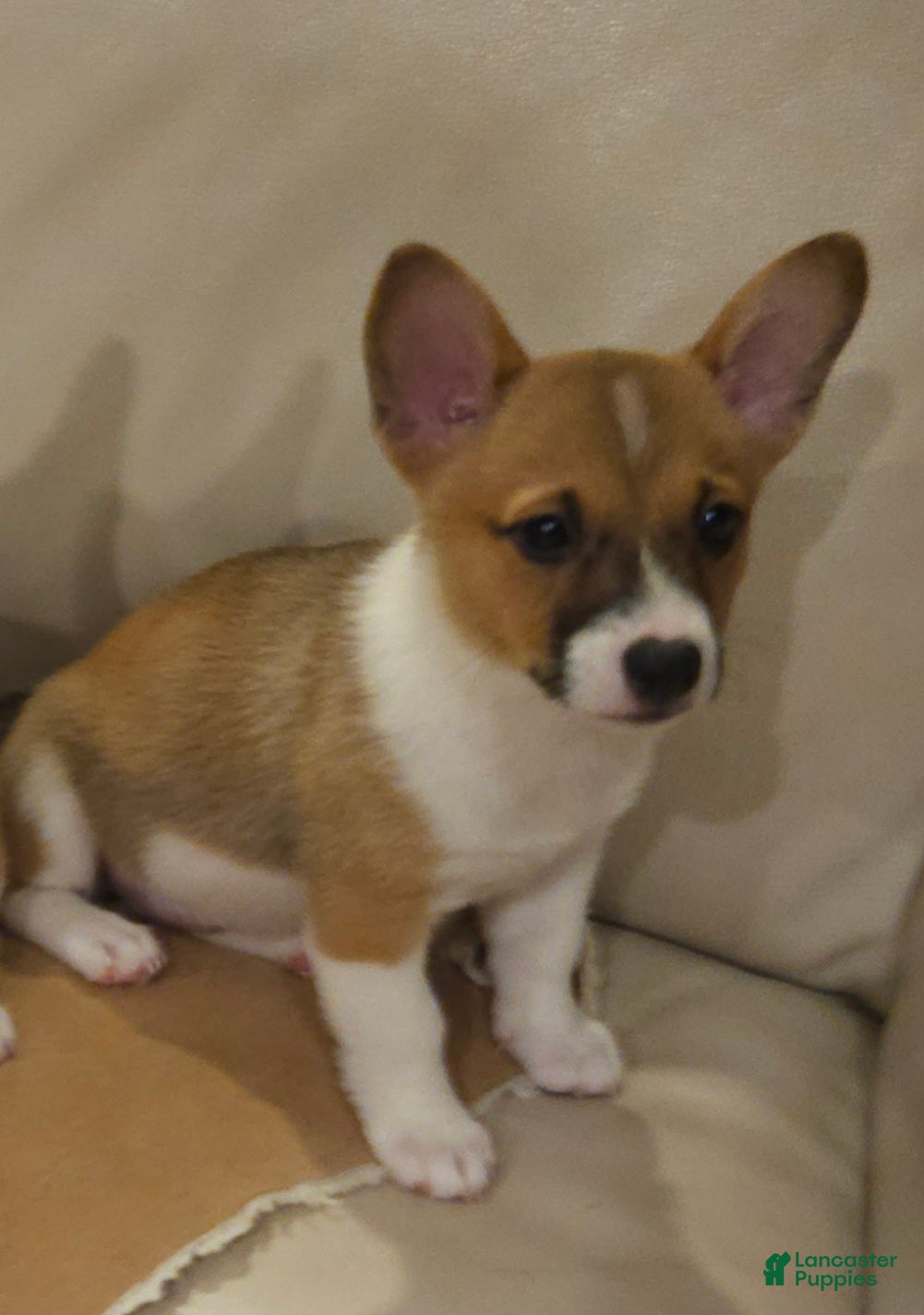 Mixed Breed dogs Athena - Ad 2