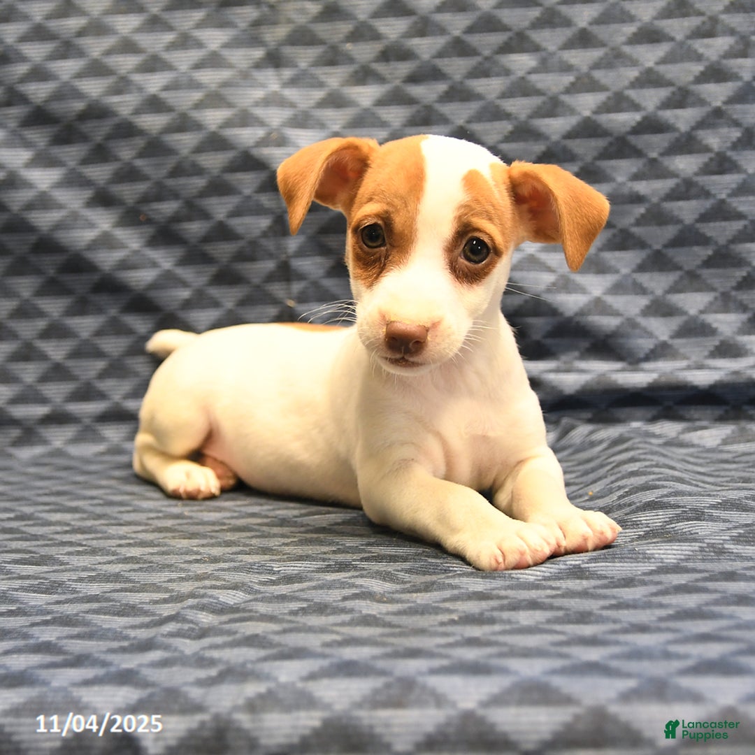 Jack Russell Terrier dogs for sale: Anna - Ad 1