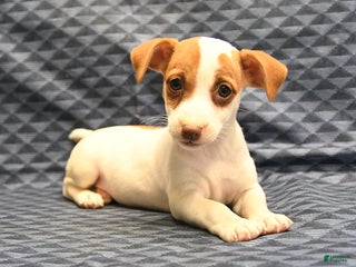 Jack Russell Terrier dogs Anna - Ad 37