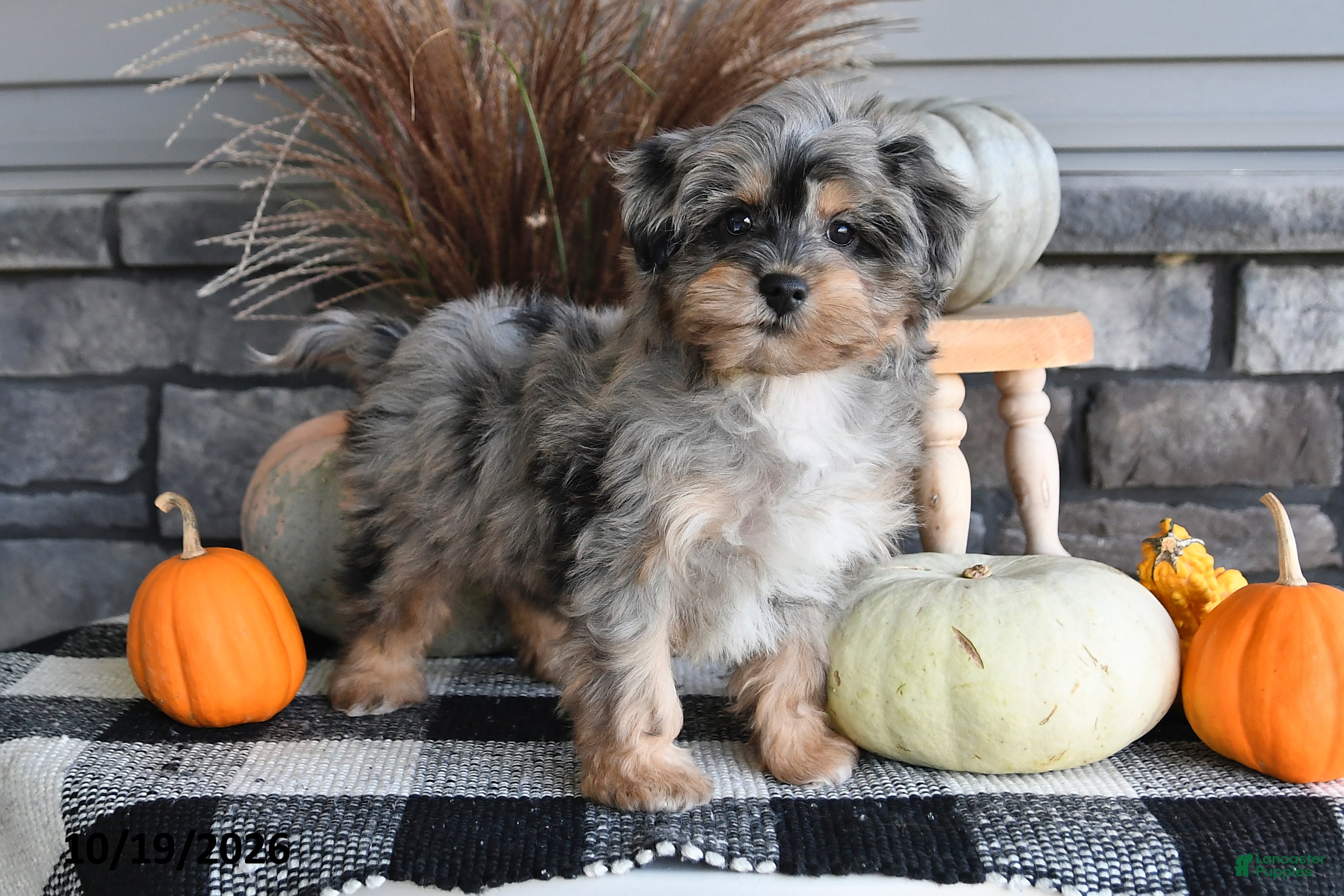 Yorkiepoo dogs Autumn - Ad 2