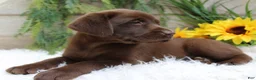 Labrador Retriever dogs for sale: Anika - Ad 5