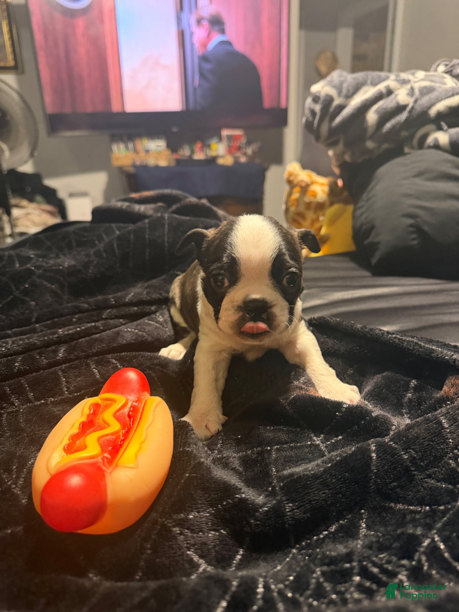 Boston Terrier dogs Cyclops  - Ad 1