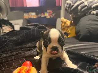 Boston Terrier dogs for sale: Cyclops - Ad 3