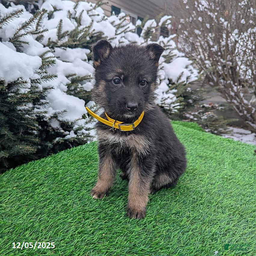 German Shepherd dogs Cindy - Ad 4