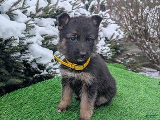 German Shepherd dogs Cindy - Ad 15