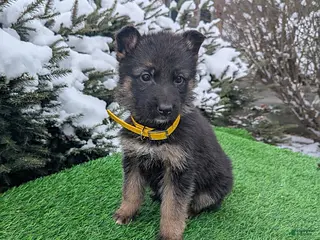 German Shepherd dogs Cindy - Ad 28