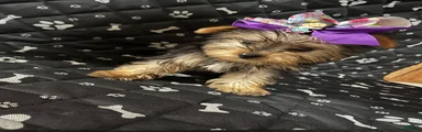 Yorkshire Terrier 3