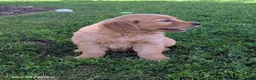 Golden Retriever dogs for sale: Tatum - Ad 5