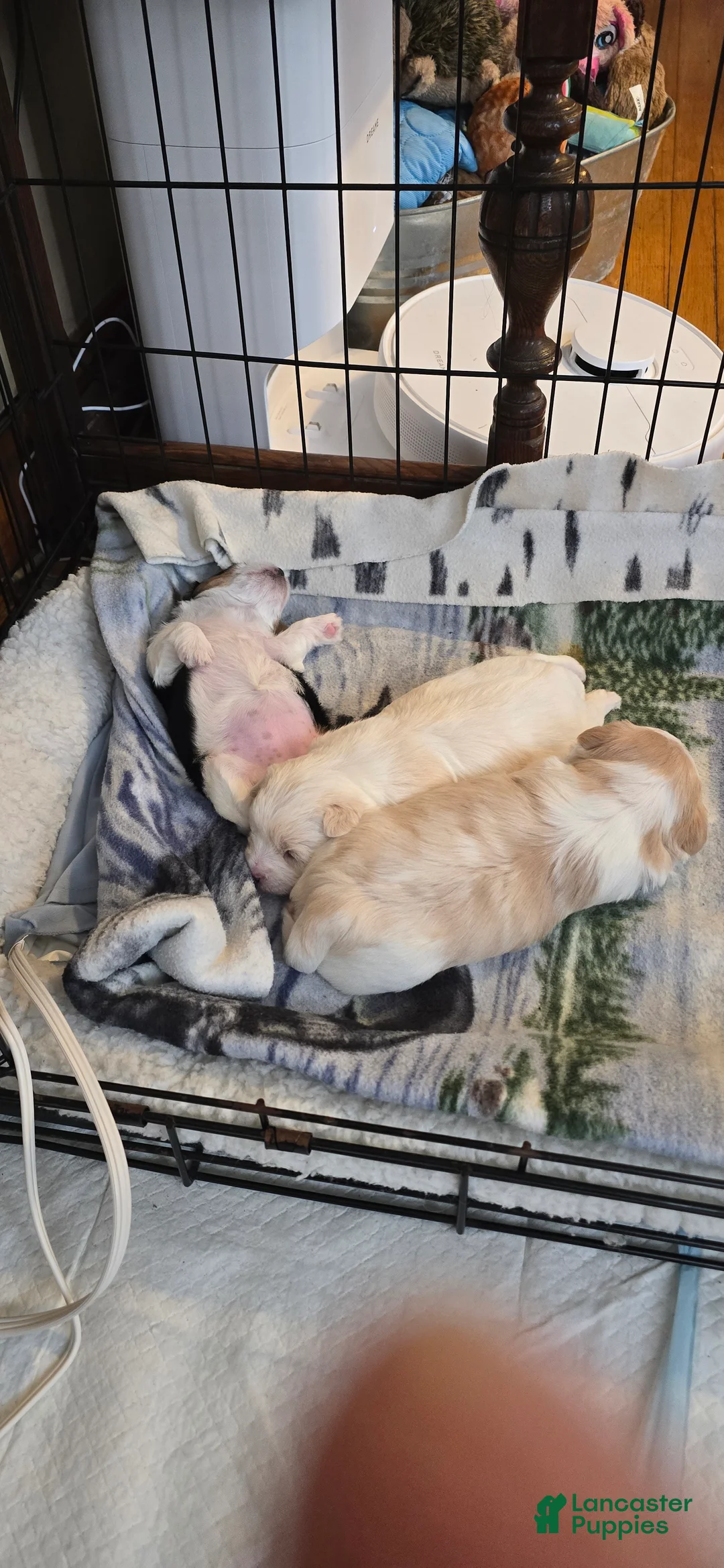 Morkie dogs for sale: Panda - Ad 13