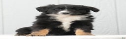 Australian Shepherd dogs for sale: Craig - Ad 9