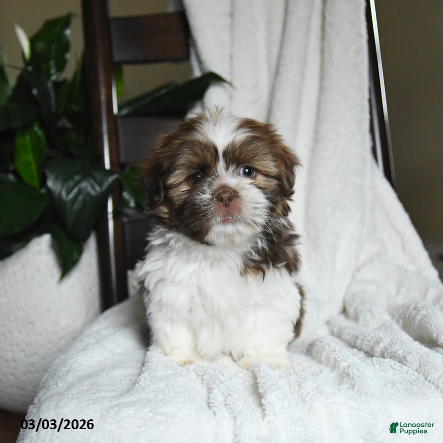 Shih Tzu dogs Winter - Ad 2
