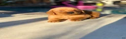 Golden Retriever dogs for sale: Golden Retriever 2 - Ad 3