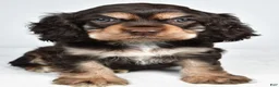 Cocker Spaniel dogs for sale: Champ - Ad 5