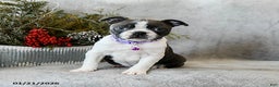 Boston Terrier dogs for sale: Poppy - Ad 2