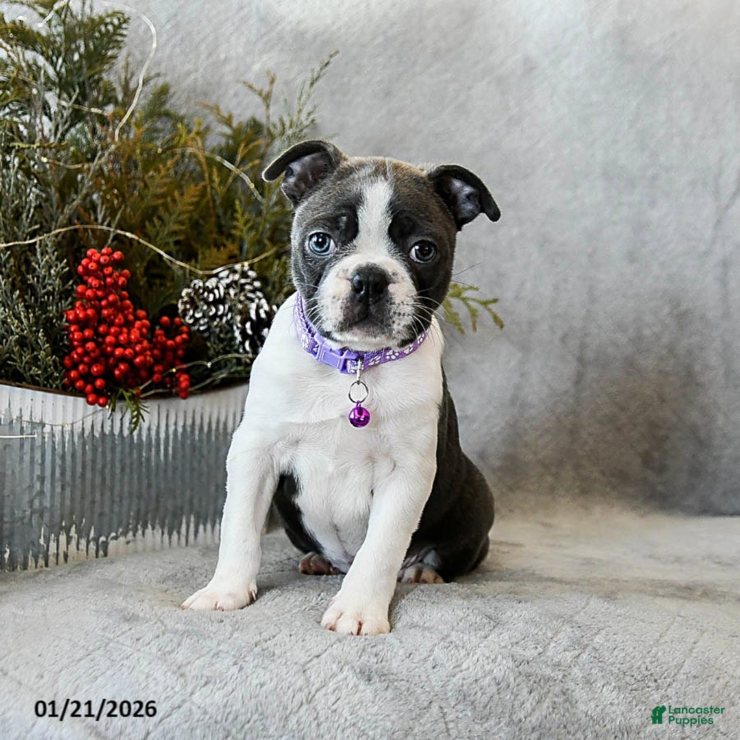 Boston Terrier dogs for sale: Poppy - Ad 2