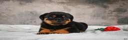 Rottweiler dogs for sale:  Sasha 🐾 - Ad 6