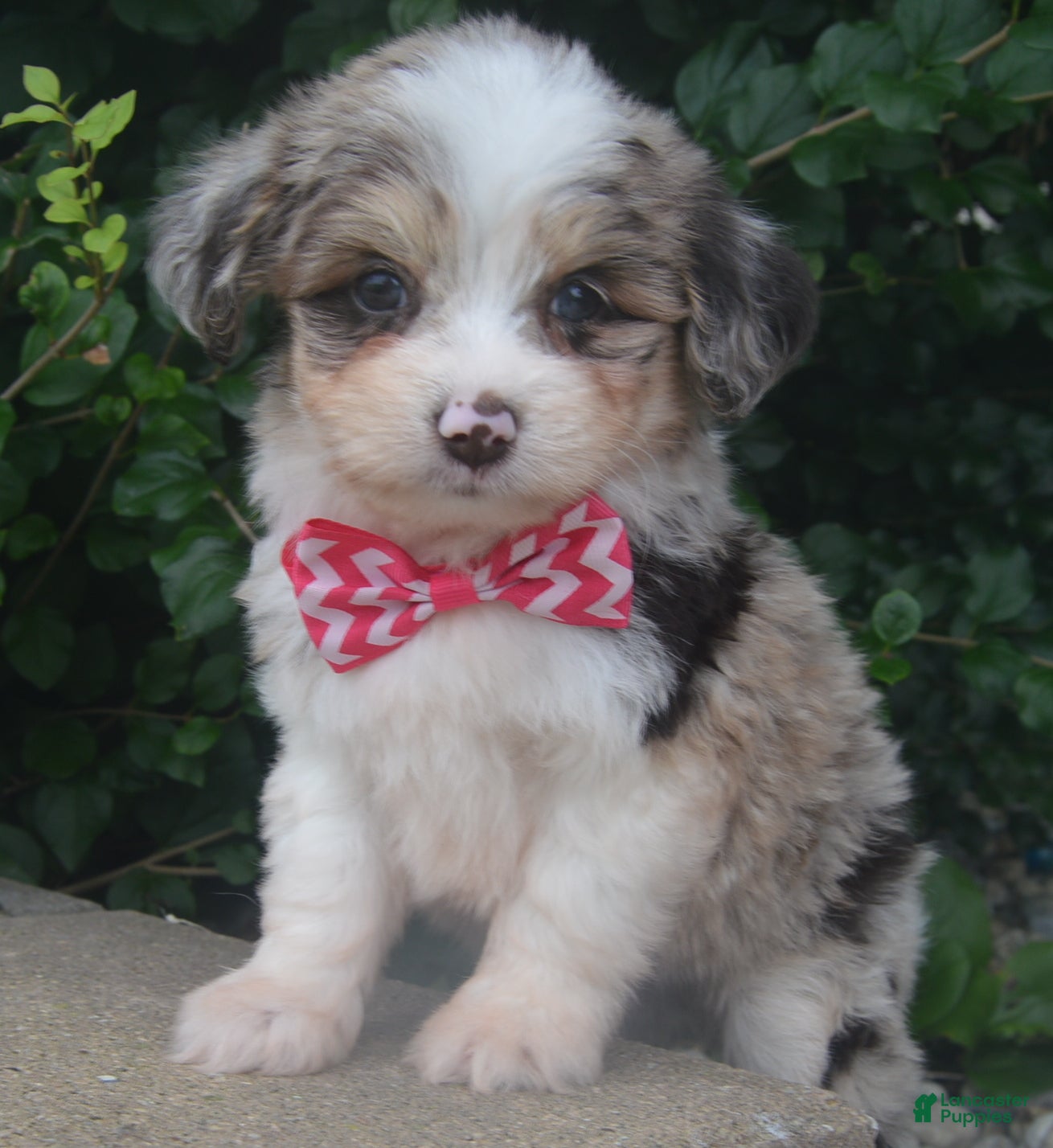 Mini Aussiedoodle dogs Mini Ava - Ad 2
